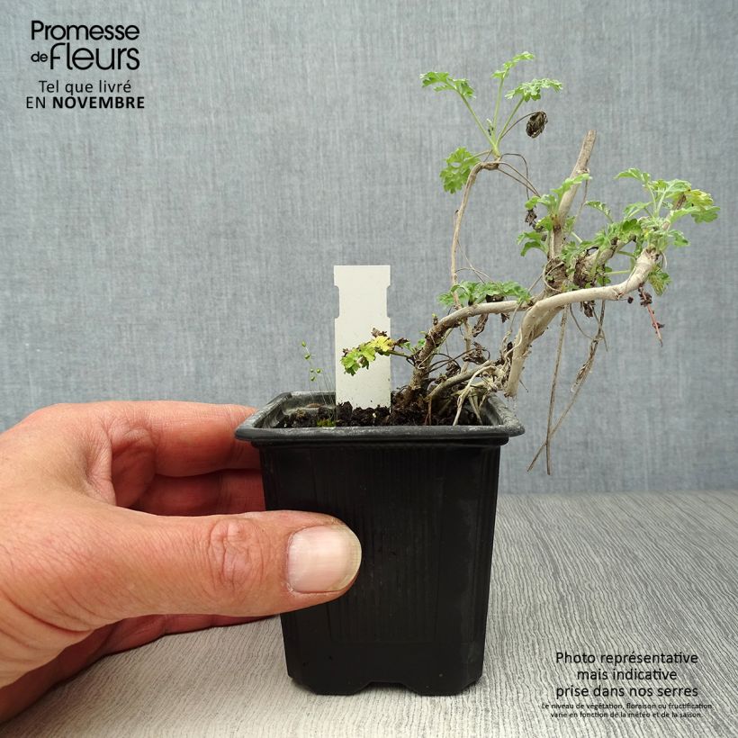 Exemplar von Wermut - Artemisia absinthium Kleine Töpfe von 8/9 cm wie im Herbst geliefert