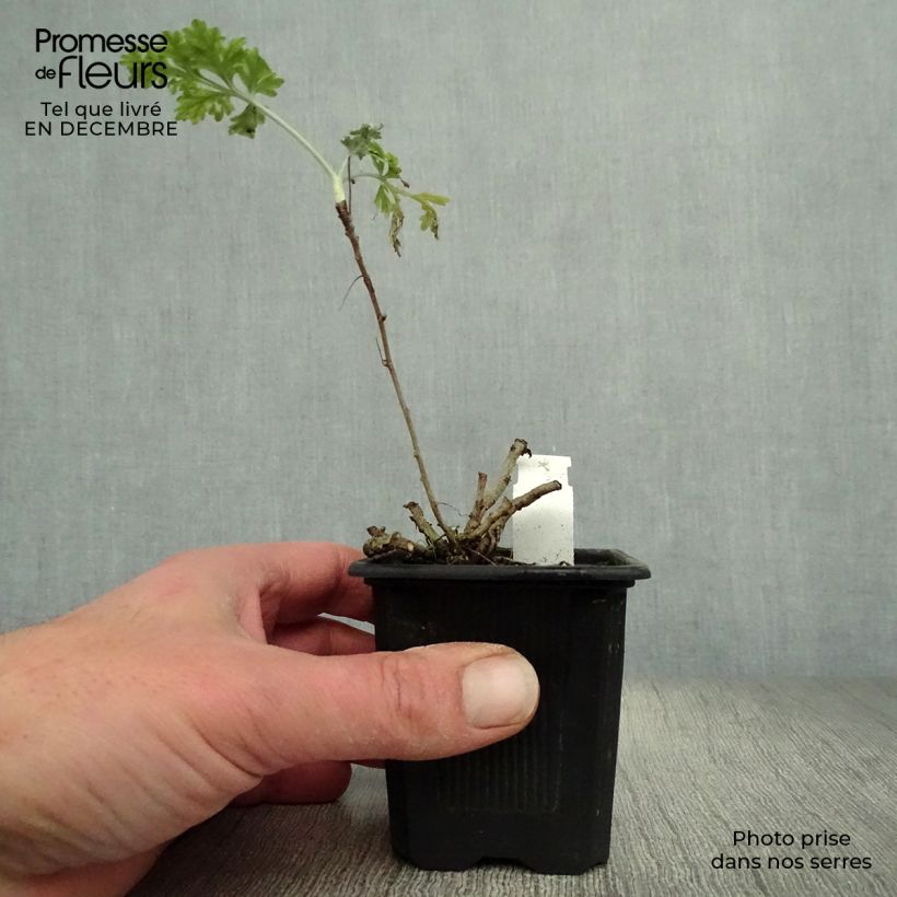 Exemplar von Wermut - Artemisia absinthium Kleine Töpfe von 8/9 cm wie im Winter geliefert