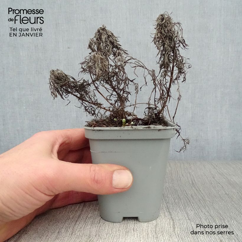 Exemplar von Silber-Wermut Boughton Silver - Artemisia stelleriana Kleine Töpfe von 8/9 cm wie im Winter geliefert