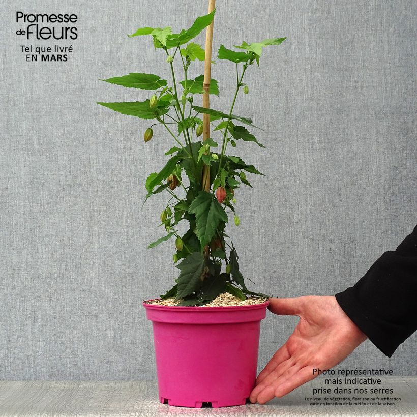 Exemplar von Abutilon Pink Charm - Schönmalve Topf mit 3L/4L wie im Frühjahr geliefert