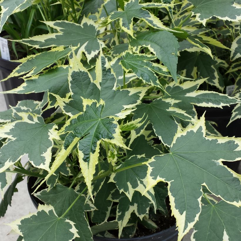 Abutilon Souvenir de Bonn - Schönmalve (Laub)