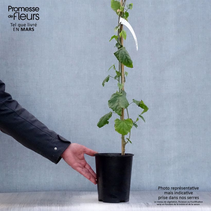 Exemplar von Abulilon megapotamicum - Schönmalve Topf mit 3L/4L wie im Frühjahr geliefert