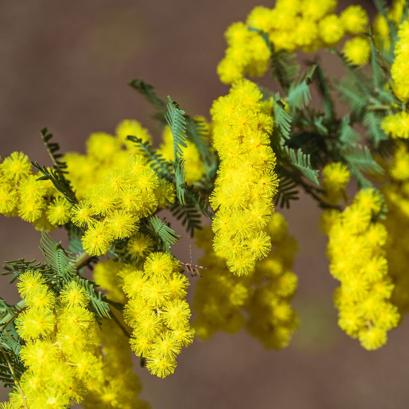 Acacia baileyana - Baileys Akazie (Blüte)