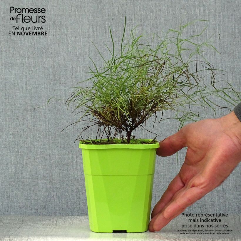 Exemplar von Acacia cognata Limelight - Akasie Topf mit 1L/1,5L wie im Herbst geliefert