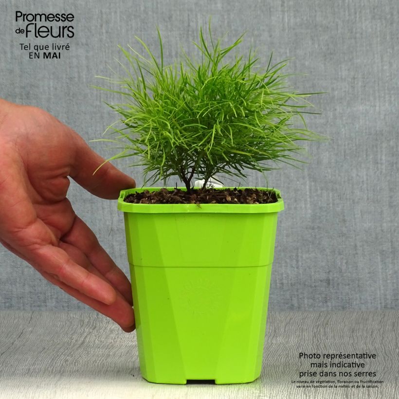 Exemplar von Acacia cognata Limelight - Akasie Topf mit 1L/1,5L wie im Frühjahr geliefert