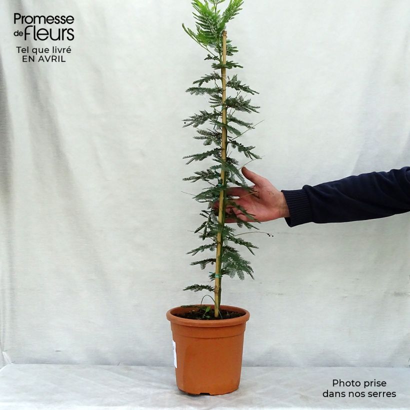 Exemplar von Acacia dealbata Gaulois Astier - Silber-Akazie Topf mit 2L/3L wie im Frühjahr geliefert