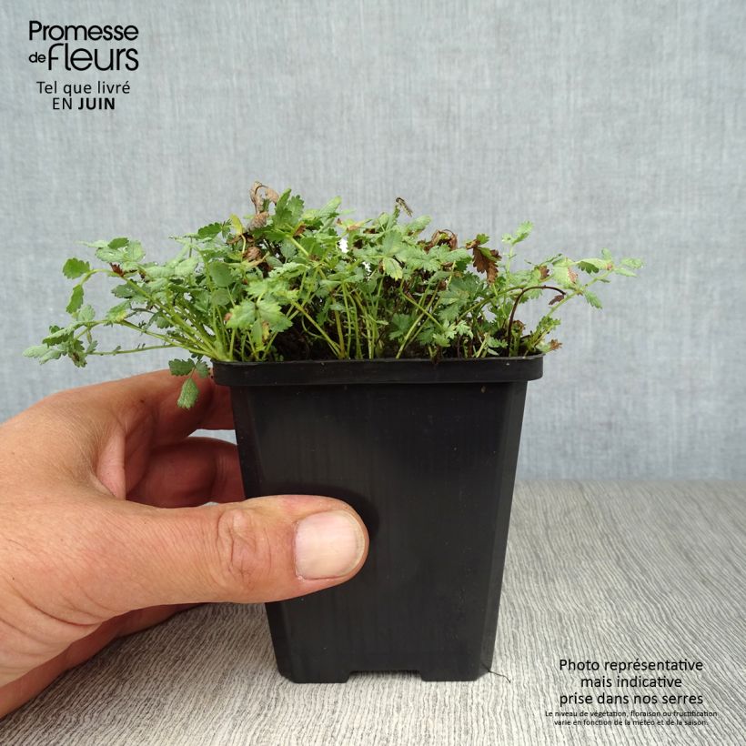 Exemplar von Acaena buchananii - Blaugrünes Stachelnüsschen Kleine Töpfe von 8/9 cm wie im Sommer geliefert