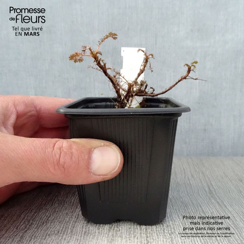 Exemplar von Acaena saccaticupula Blue Haze - Stachelnüßchen Kleine Töpfe von 8/9 cm wie im Frühjahr geliefert