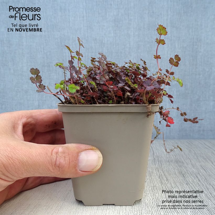 Exemplar von Acaena inermis Purpurea - Stachelnüßchen Kleine Töpfe von 8/9 cm wie im Herbst geliefert