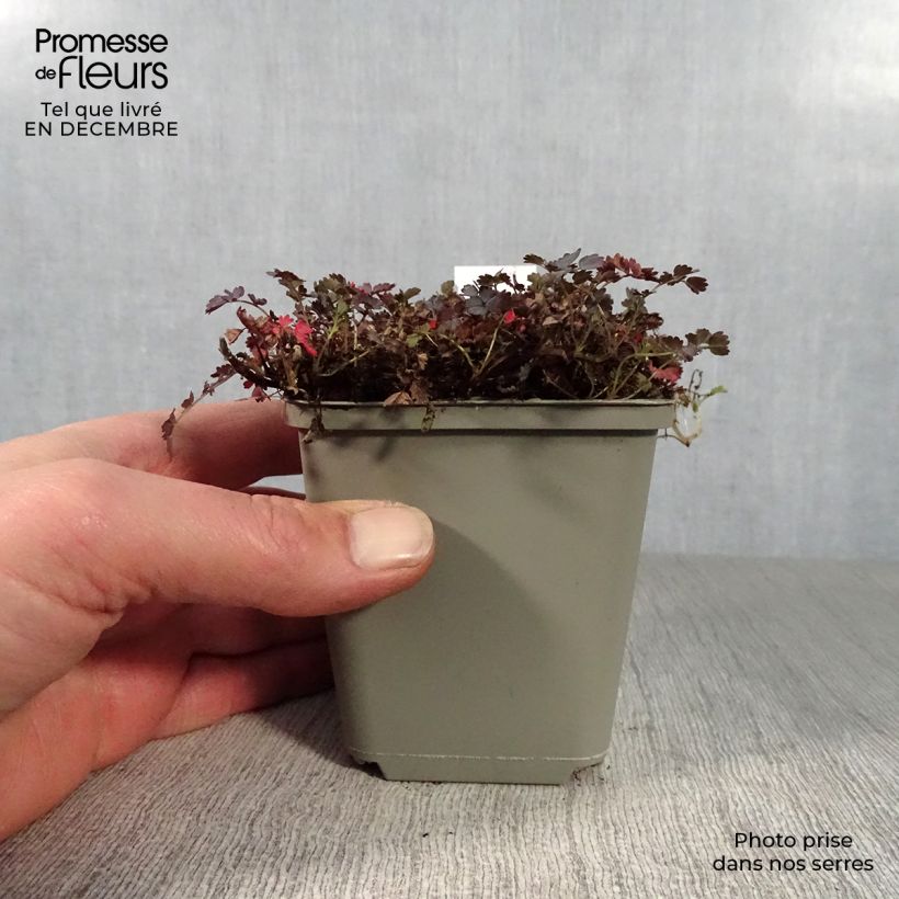 Exemplar von Acaena inermis Purpurea - Stachelnüßchen Kleine Töpfe von 8/9 cm wie im Winter geliefert