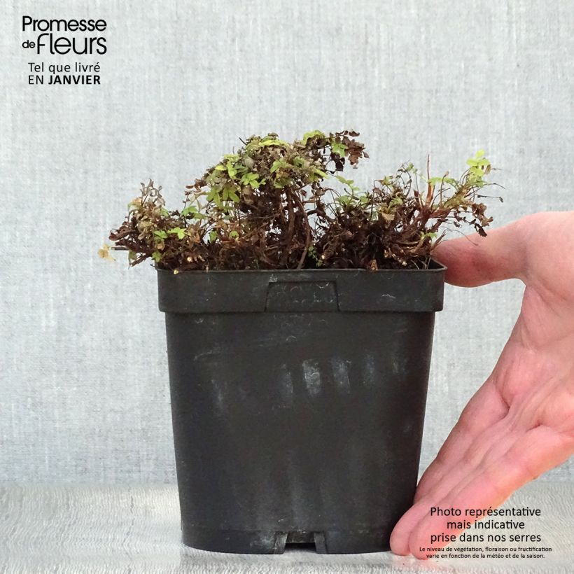 Exemplar von Acaena magellanica - Magellan-Stachelnüsschen Topf mit 2L/3L wie im Winter geliefert