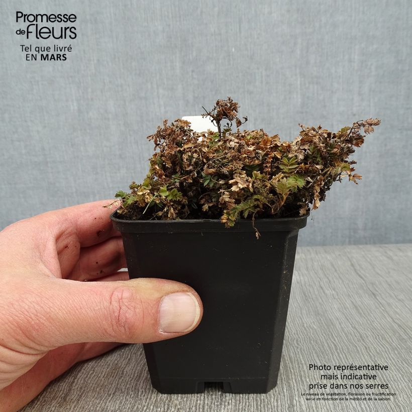 Exemplar von Acaena microphylla Dichte Matte - Stachelnüßchen Kleine Töpfe von 8/9 cm wie im Winter geliefert
