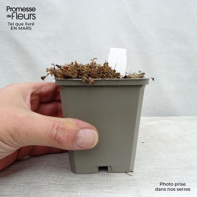 Exemplar von Acaena microphylla Kupferteppich - Stachelnüßchen Kleine Töpfe von 8/9 cm wie im Winter geliefert