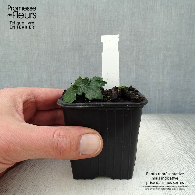 Exemplar von Acanthus hungaricus White Lips - Balkan-Bärentatze Kleine Töpfe von 8/9 cm wie im Winter geliefert