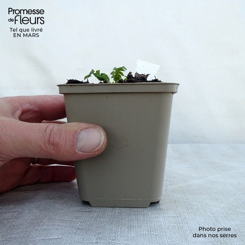 Exemplar von Acanthus hungaricus White Lips - Balkan-Bärentatze Kleine Töpfe von 8/9 cm wie im Frühjahr geliefert