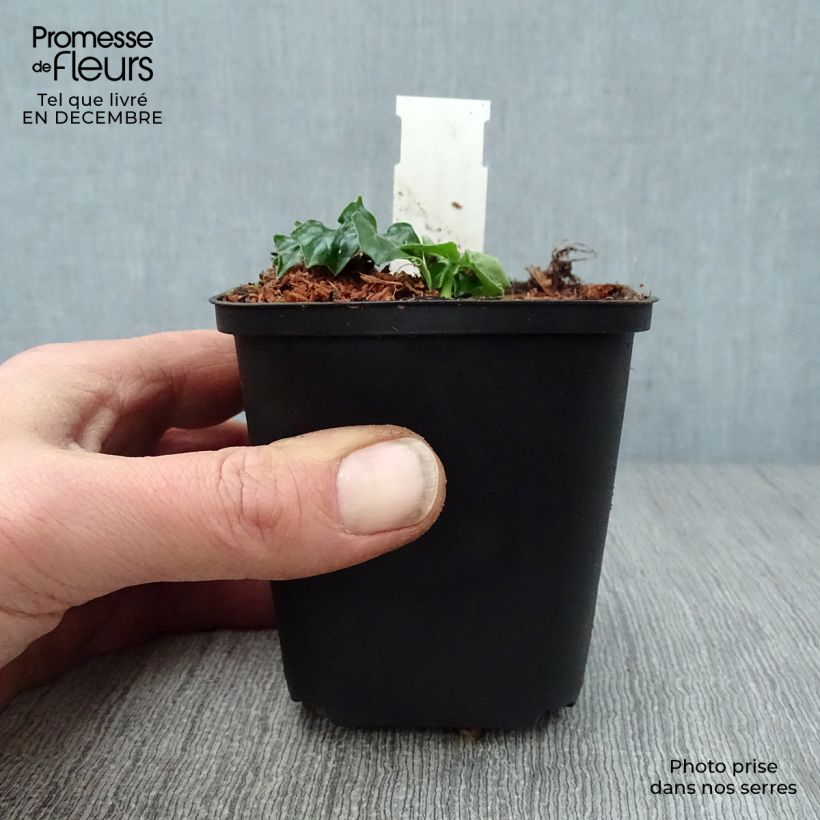 Exemplar von Acanthus Morning Candle - Akanthus Kleine Töpfe von 8/9 cm wie im Winter geliefert