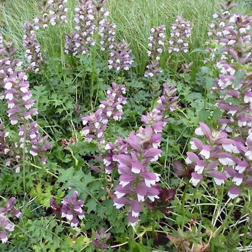 Acanthus Morning Candle - Akanthus (Hafen)