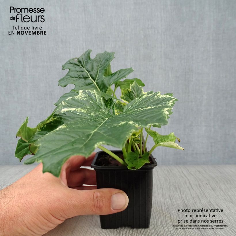Exemplar von Acanthus mollis Whitewater - Weicher Akanthus Kleine Töpfe von 7/8 cm wie im Herbst geliefert