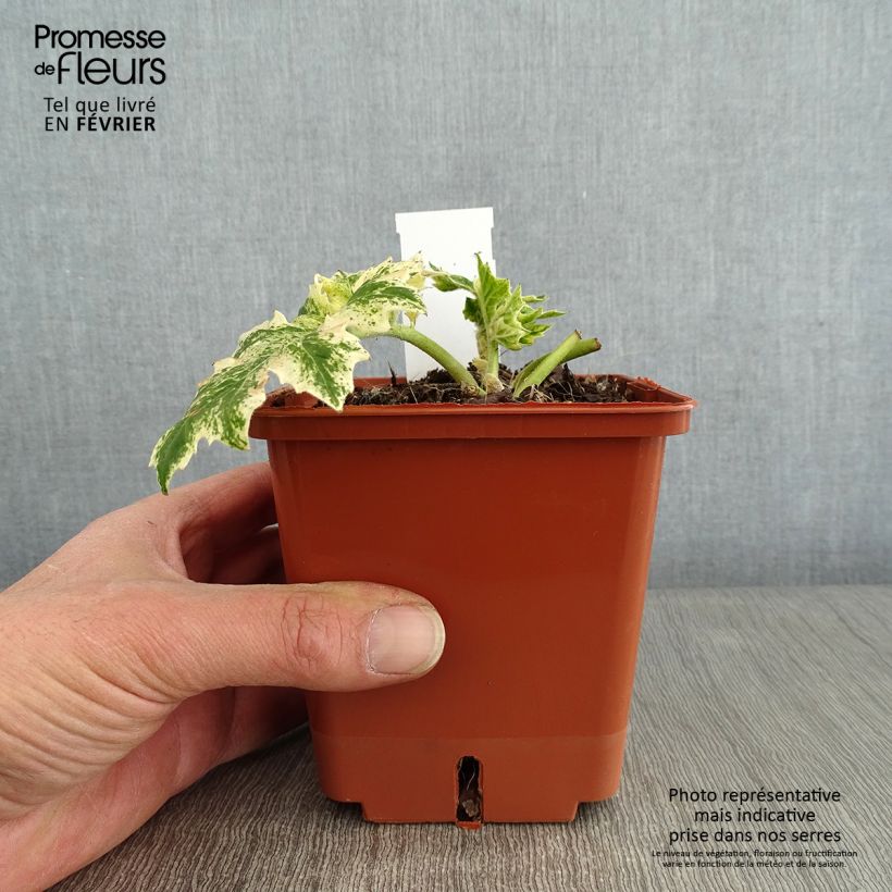 Exemplar von Acanthus mollis Whitewater - Weicher Akanthus Topf mit 1L/1,5L wie im Winter geliefert