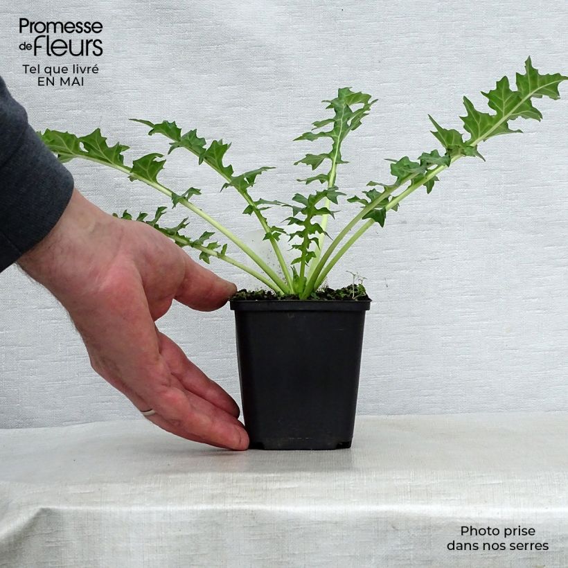 Exemplar von Acanthus hungaricus - Balkan-Bärentatze Kleine Töpfe von 8/9 cm wie im Frühjahr geliefert