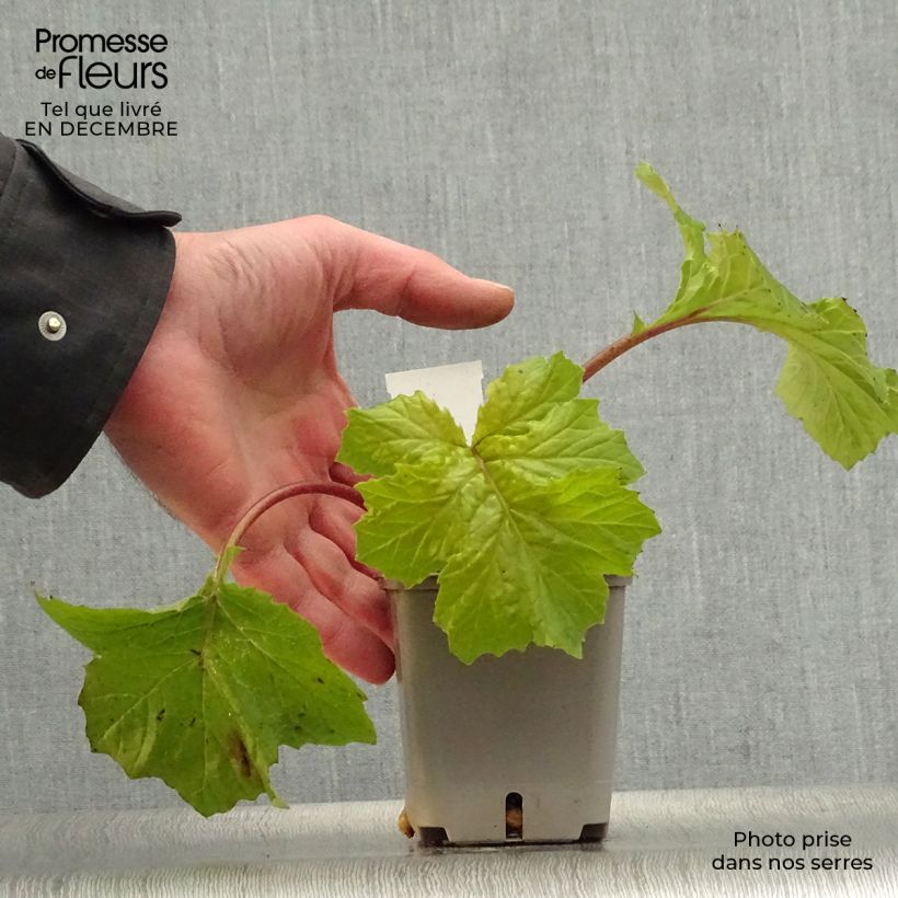 Exemplar von Acanthus mollis Hollards Gold - Weicher Akanthus Kleine Töpfe von 8/9 cm wie im Winter geliefert