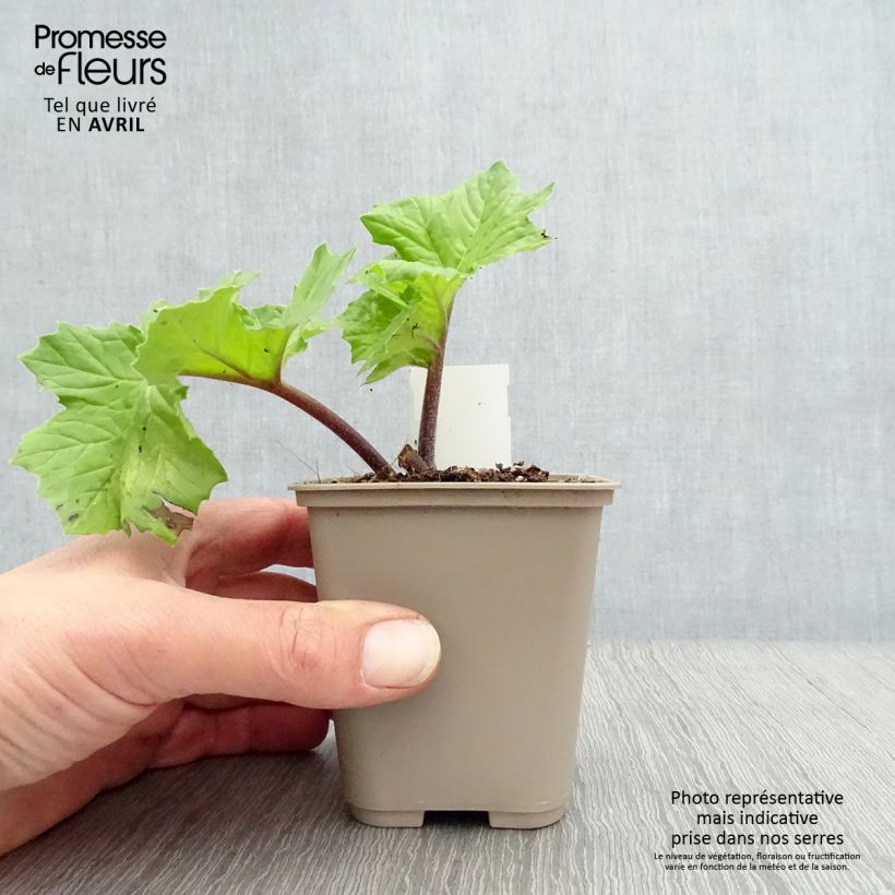 Exemplar von Acanthus mollis Hollards Gold - Weicher Akanthus Kleine Töpfe von 8/9 cm wie im Frühjahr geliefert