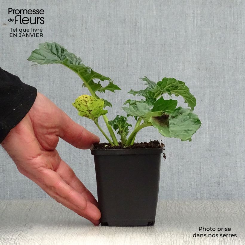 Exemplar von Acanthus mollis Rue Ledan - Weicher Akanthus Kleine Töpfe von 8/9 cm wie im Winter geliefert