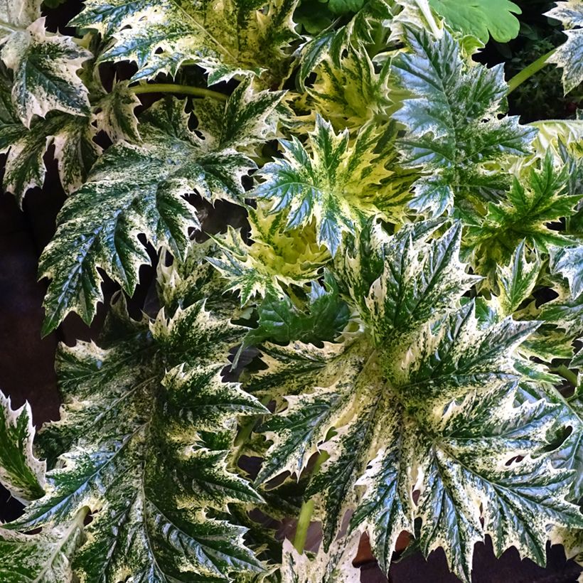Acanthus mollis Whitewater - Weicher Akanthus (Laub)