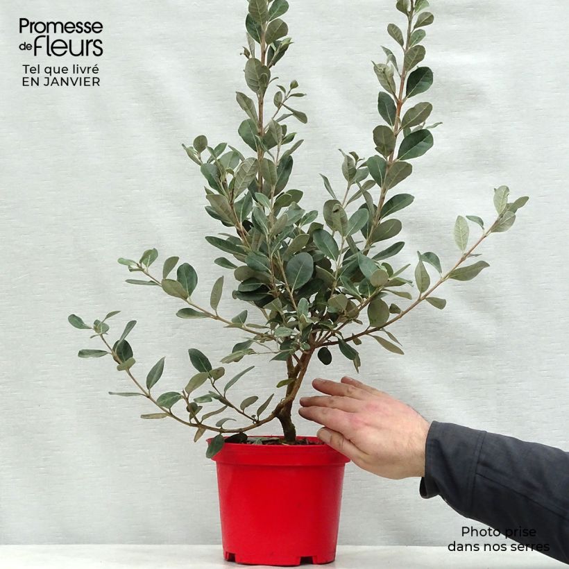 Exemplar von Brasilianische Guave Gemini - Acca sellowiana Topf mit 3L/4L wie im Winter geliefert