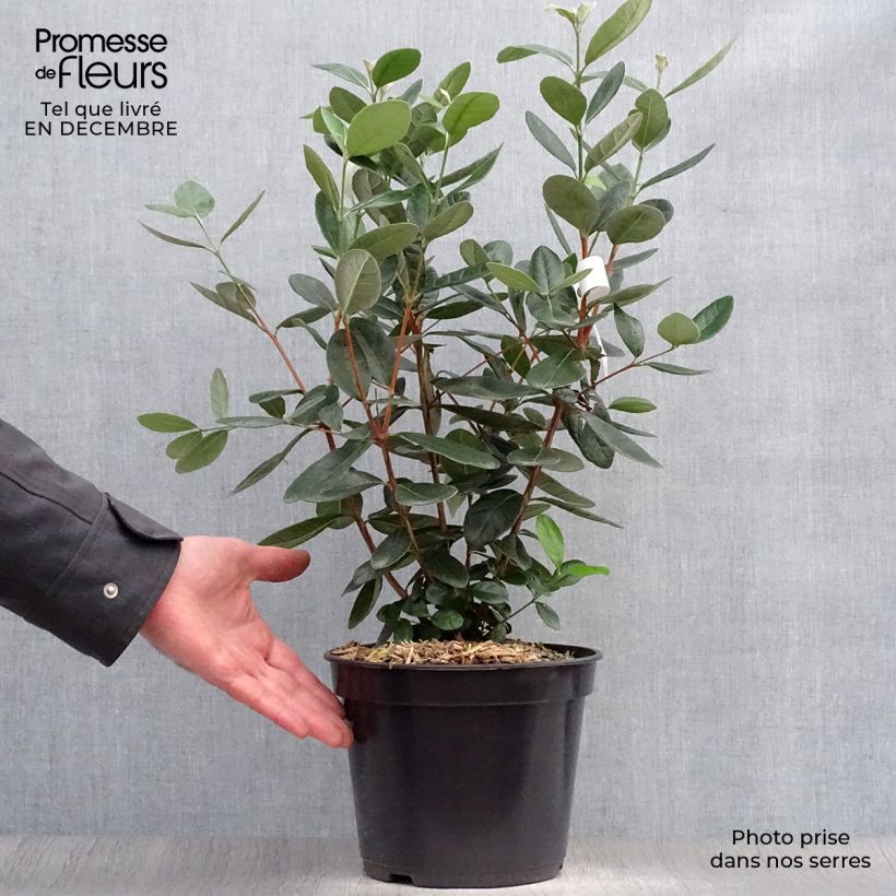 Exemplar von Brasilianische Guave - Acca sellowiana Topf mit 4L/5L wie im Winter geliefert