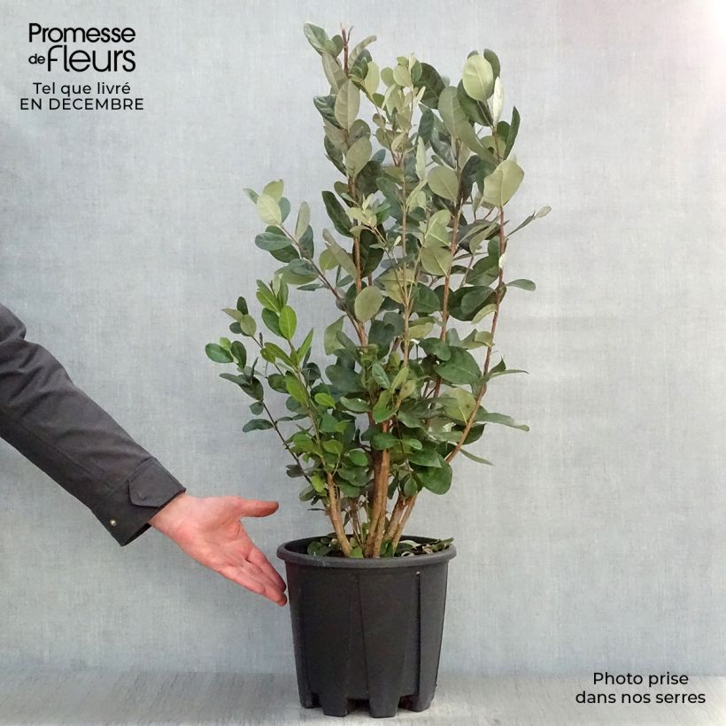 Exemplar von Brasilianische Guave - Acca sellowiana Topf mit 7,5L/10L wie im Winter geliefert