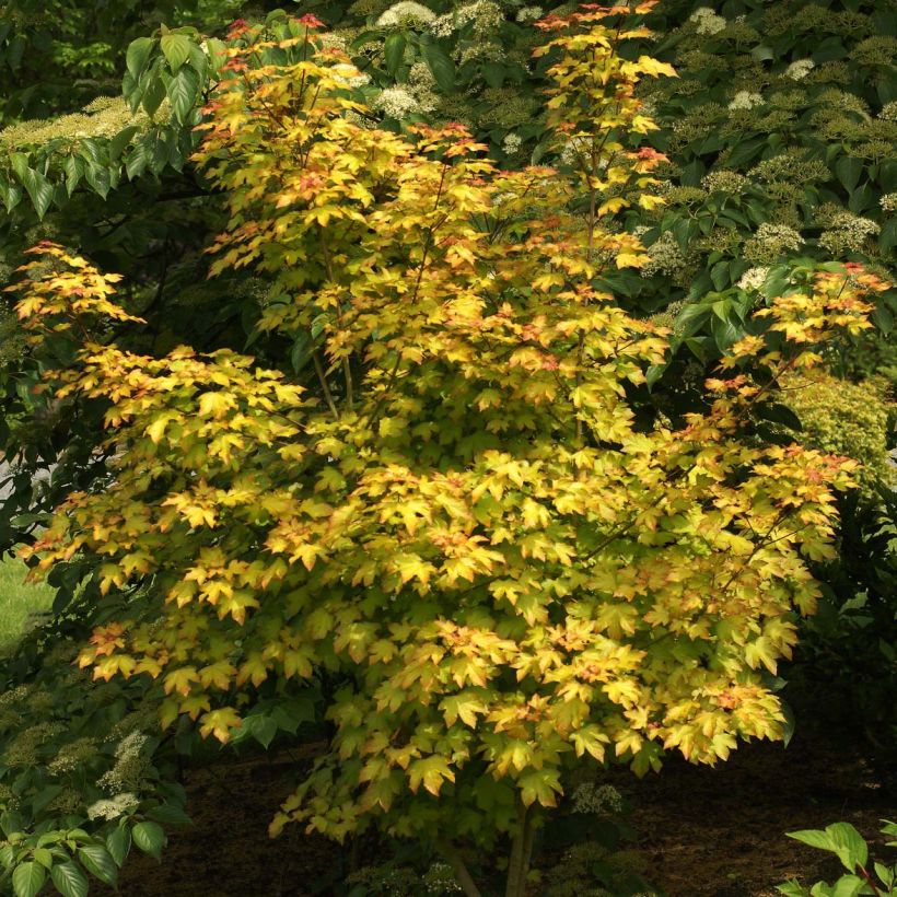 Acer Orientalia - Ahorn (Hafen)
