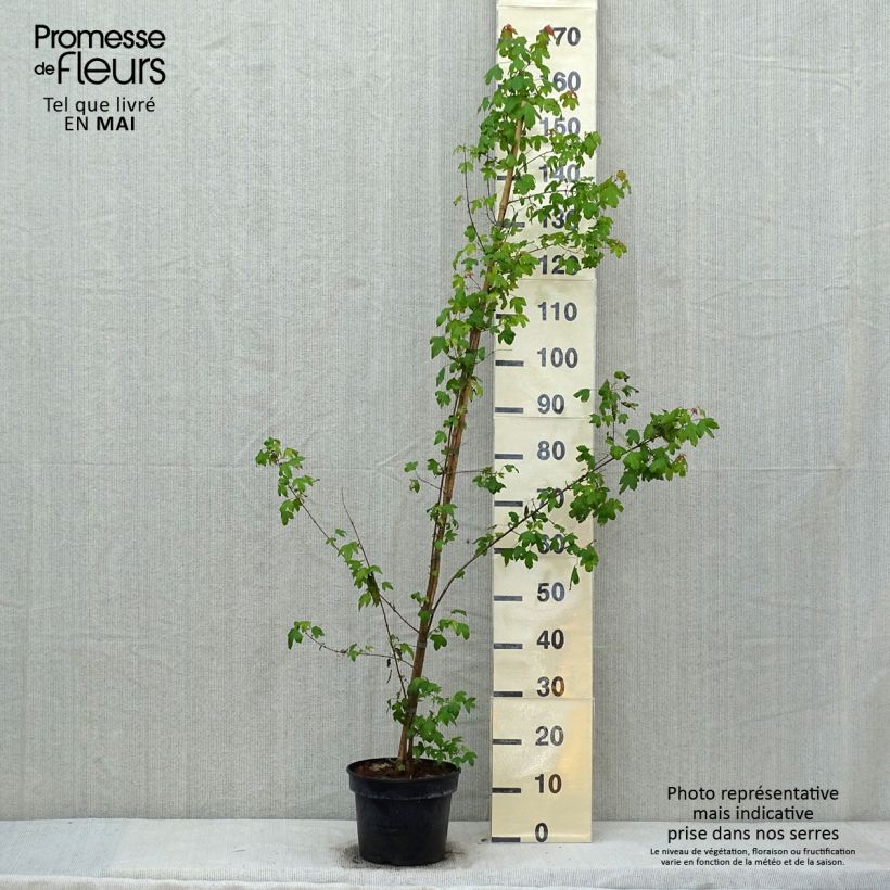 Exemplar von Dreispitz-Ahorn - Acer buergerianum Topf mit 4L/5L wie im Frühjahr geliefert