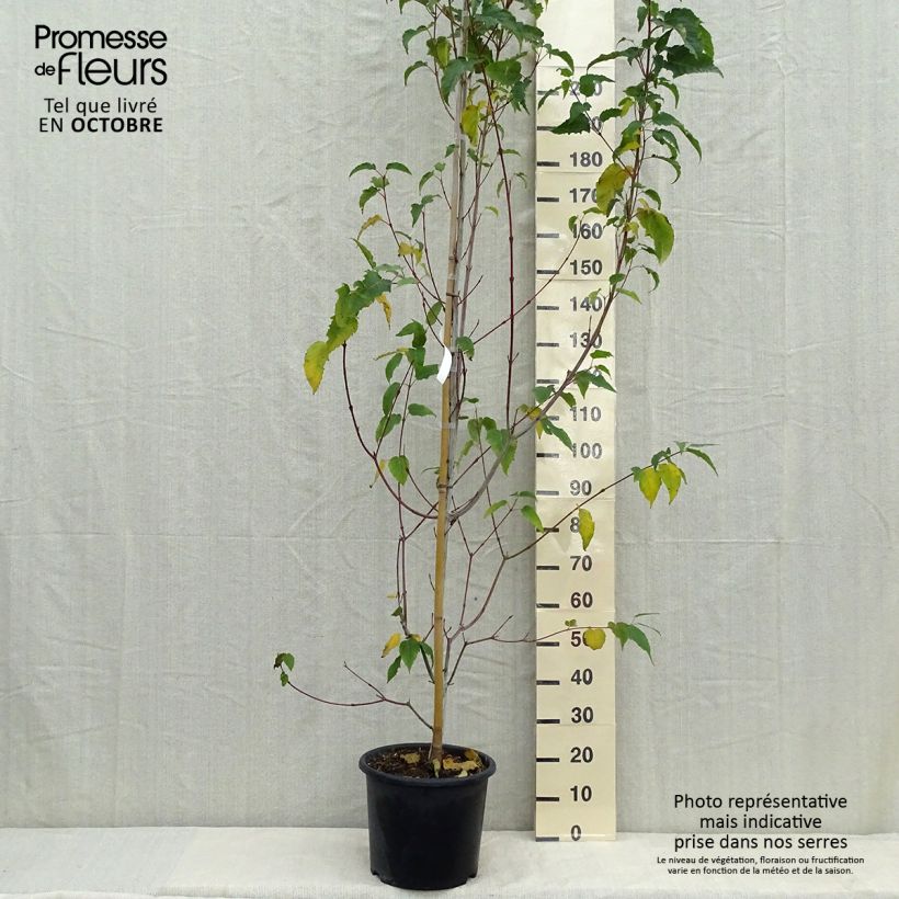 Exemplar von Schlangenhautahorn Viper - Acer davidii Topf mit 12L/15L wie im Herbst geliefert