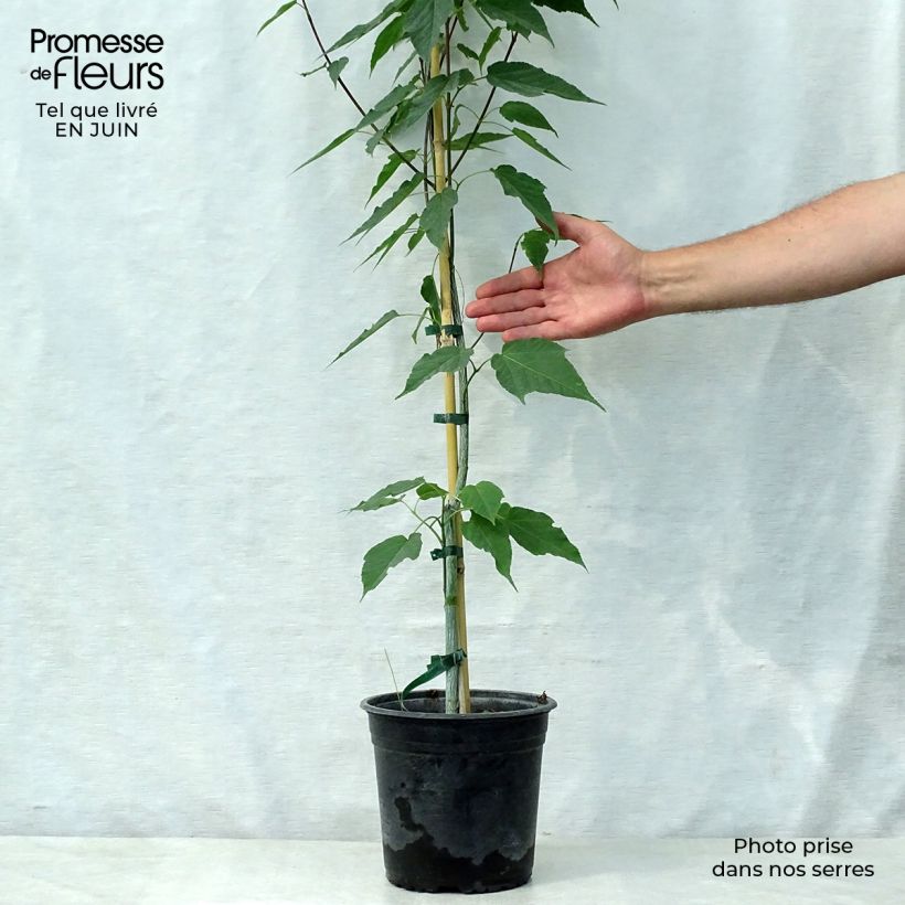 Exemplar von Schlangenhautahorn Viper - Acer davidii Topf mit 4L/5L wie im Sommer geliefert