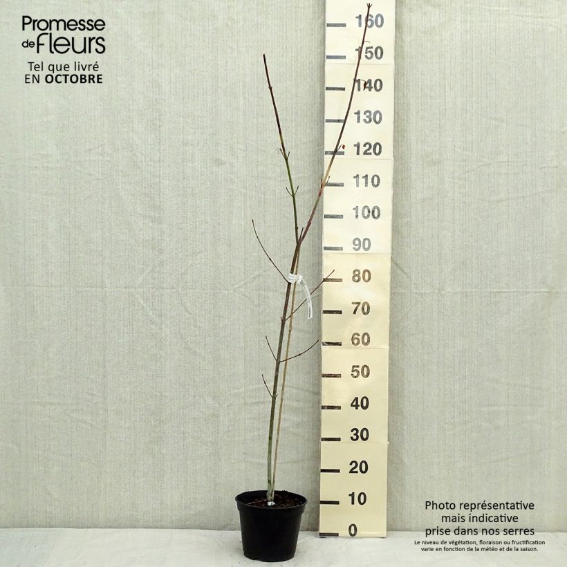 Exemplar von Schlangenhautahorn Viper - Acer davidii Topf mit 4L/5L wie im Herbst geliefert