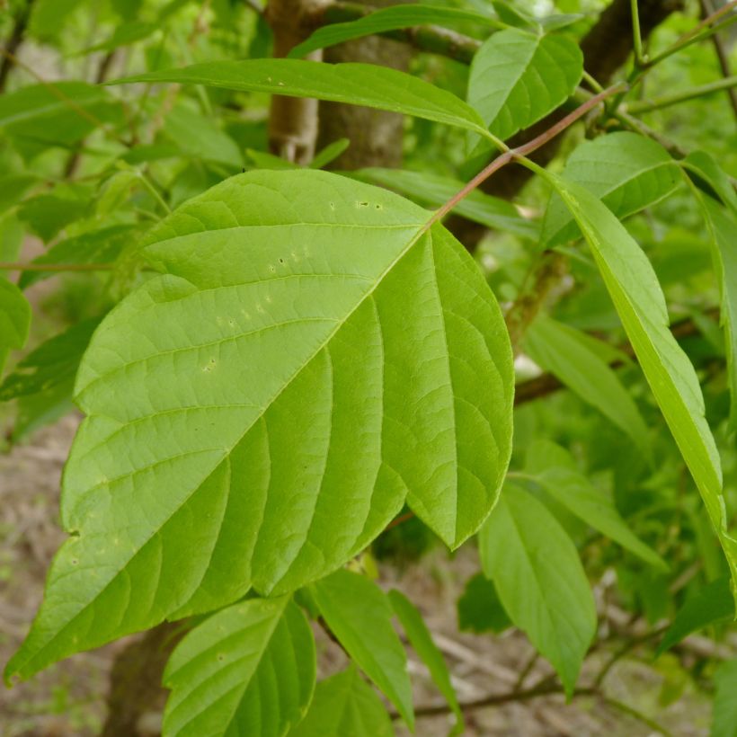 Acer negundo - Eschen-Ahorn (Laub)