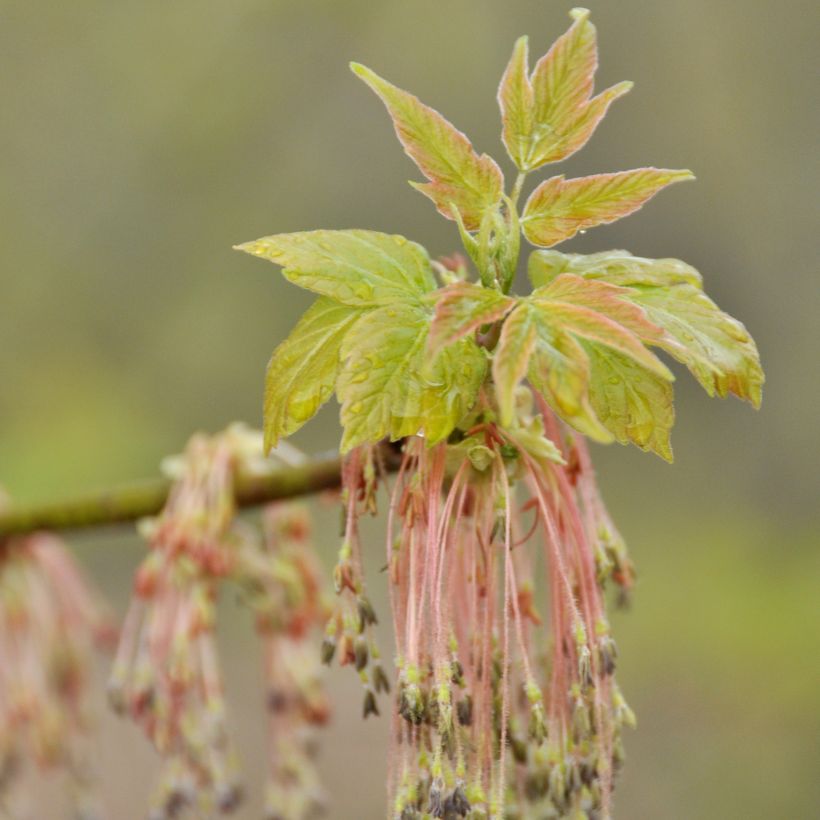Acer negundo - Eschen-Ahorn (Blüte)