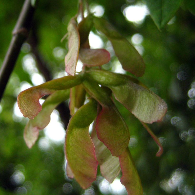 Acer negundo - Eschen-Ahorn (Ernte)