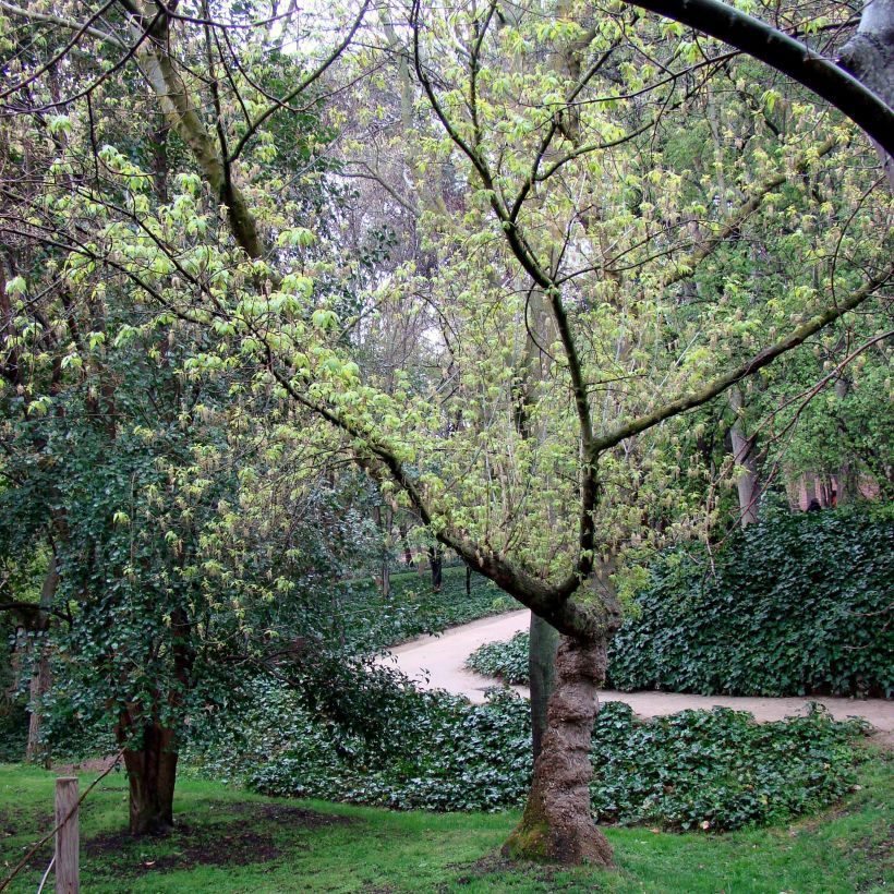 Acer negundo - Eschen-Ahorn (Hafen)