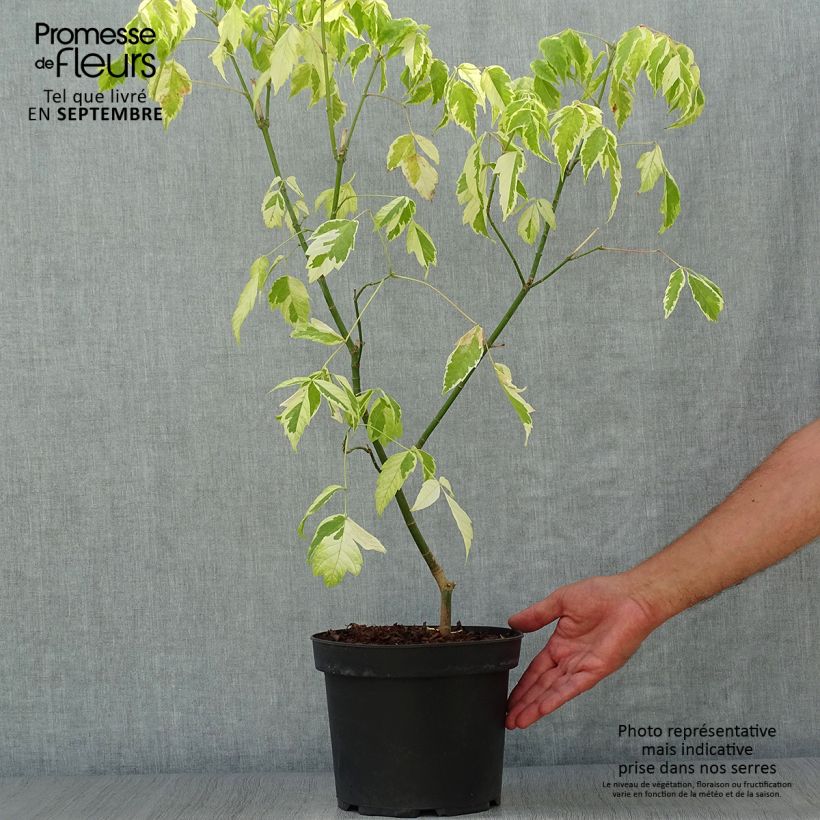 Exemplar von Eschen-Ahorn Aureomarginatum - Acer negundo Topf mit 7,5L/10L wie im Herbst geliefert