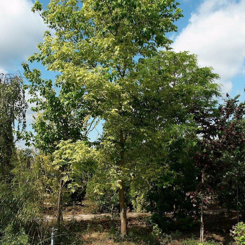 Eschen-Ahorn Aureovariegatum - Acer negundo (Hafen)