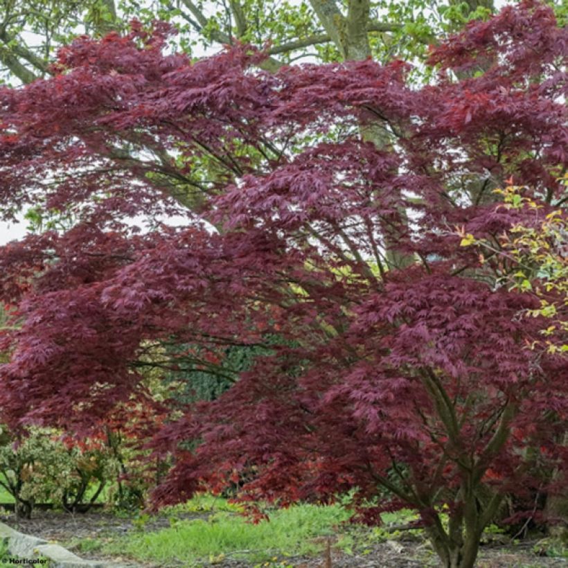 Fächerahorn Atropurpureum - Acer palmatum (Hafen)