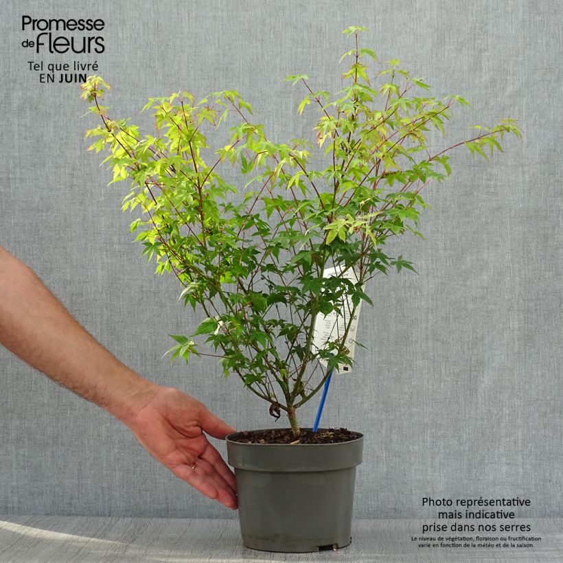 Exemplar von Fächerahorn Little Princess - Acer palmatum Topf mit 2L/3L wie im Sommer geliefert