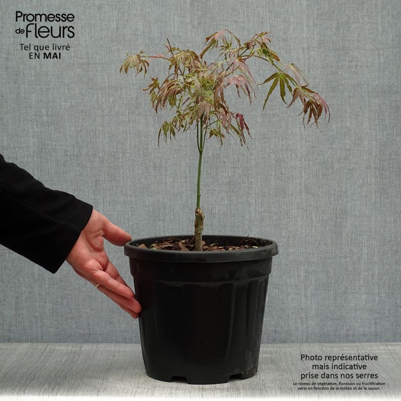 Exemplar von Fächerahorn Manyo-No-Sato - Acer palmatum Topf mit 4L/5L wie im Frühjahr geliefert