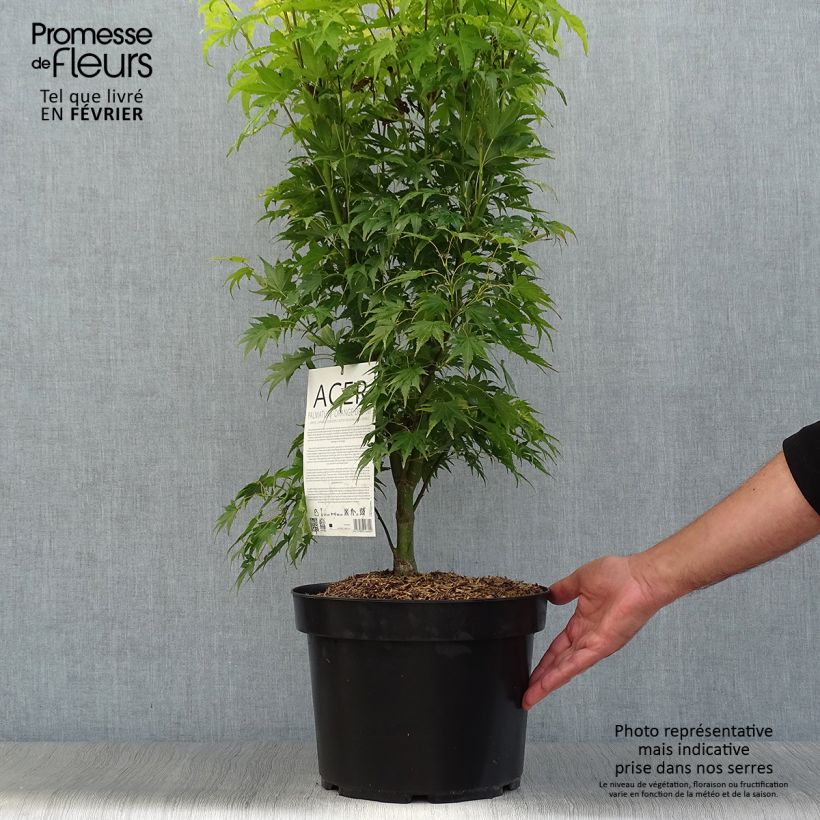 Exemplar von Fächerahorn Orange Dream - Acer palmatum Topf mit 7,5L/10L wie im Herbst geliefert