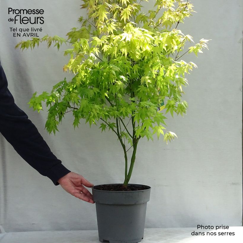 Exemplar von Fächerahorn Orange Dream - Acer palmatum Topf mit 7,5L/10L wie im Frühjahr geliefert