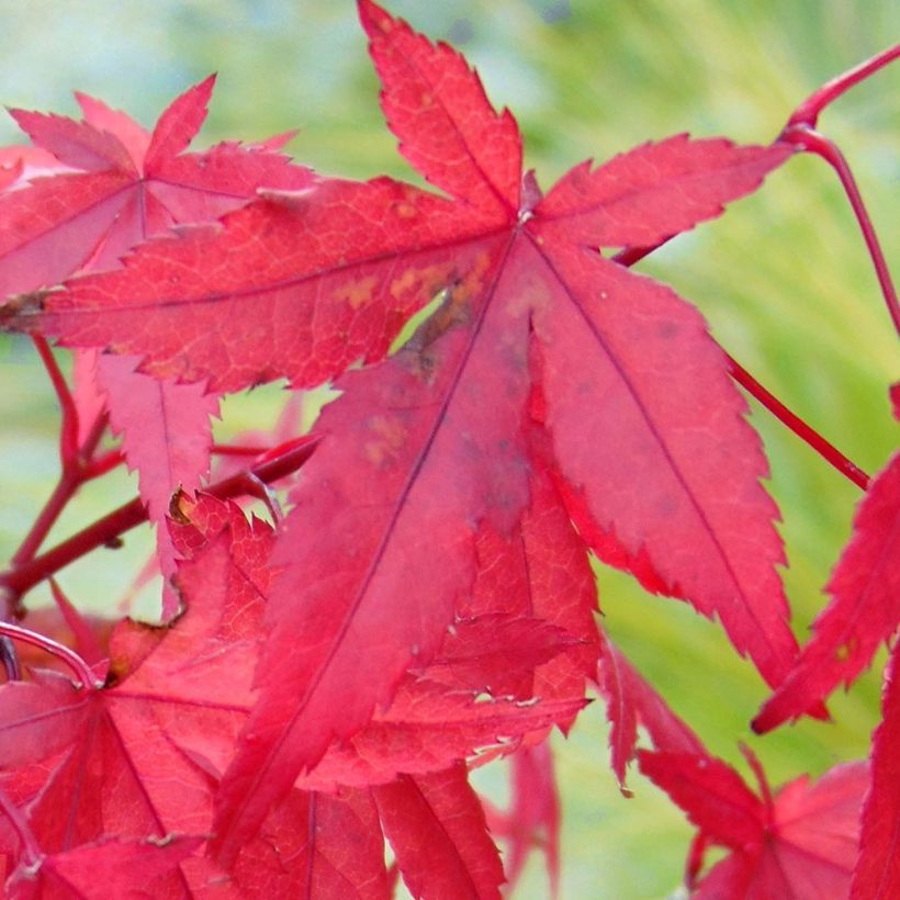 Fächerahorn Redwine - Acer palmatum (Laub)