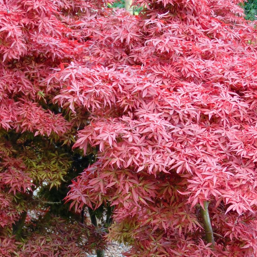 Fächerahorn Shaina - Acer palmatum (Laub)