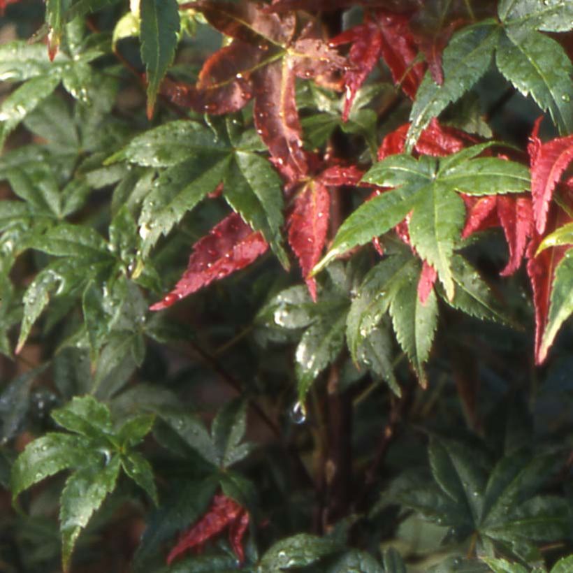 Fächerahorn Shindeshojo - Acer palmatum (Laub)